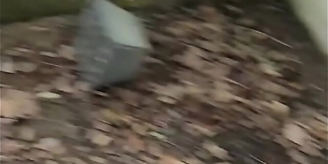 blowjob,public,sex